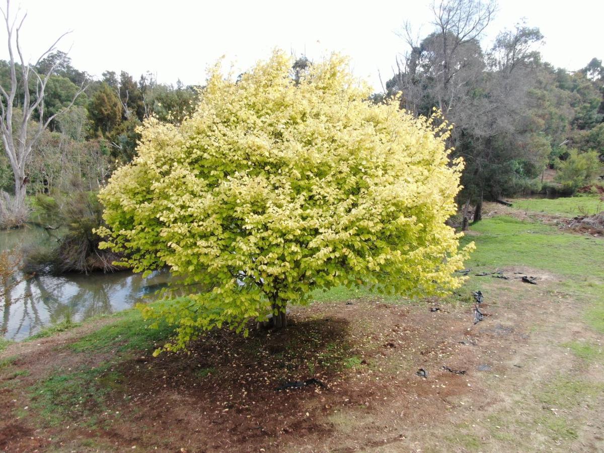 Woodlands Of Balingup Bush Cottages Bagian luar foto